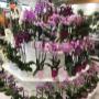 Blumen 2000 Phalanopsis