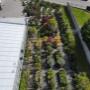 Blumen 2000_