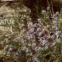 NATUR · GARTEN · FREISINN_Flyer-image