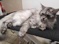 Katzenpflege