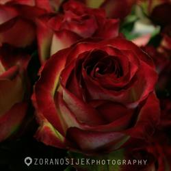 LovelyBlumen
