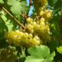 Weingut Triebl Franz - Trauben