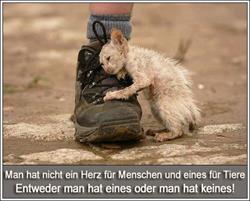 Haustiersuche.at "PTi" Private Tierschutzinitiative e.V.