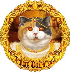 AT * Palace DaLiCats
