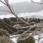Vereiste Knospen unseres Magnolienbaumes Vereiste Knospen unseres Magnolienbaumes