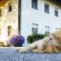 Katze Garfild. RIP Katze Garfild. RIP