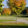 Farbenfrohe Herbstpracht unserer Ahornbäume. Farbenfrohe Herbstpracht unserer Ahornbäume.
