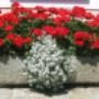 Wir lieben Blumen. Wir lieben Blumen.