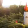 Advent, Advent ein Lichtlein brennt. Advent, Advent ein Lichtlein brennt.
