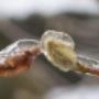 Vereiste Knospen unseres Magnolienbaumes Vereiste Knospen unseres Magnolienbaumes