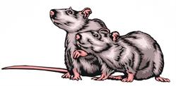 Bogensportgruppe Mortantsch "Die Kellerratten"
