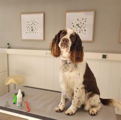 Hundesalon Fellschneiderei