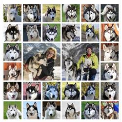 Huskytraum