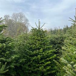 Christbaum Piringer Online Shop
