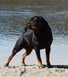 ÖHV Feldkirchen - Hundeschule und -ausbildung