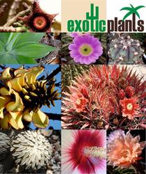 ExoticPlants