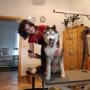 Hundesalon Pfötchen 4565 Inzersdorf im Kremstal
