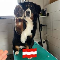 Hundestyling Melanie