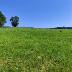 Lilla's Hundepension