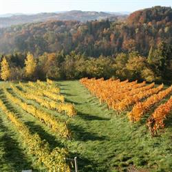 Weingut Roland Klapsch