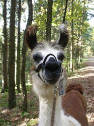 Lama-Wanderung