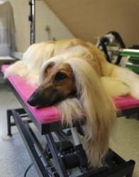 Hundesalon Halli Galli Inh. Gabi Radler