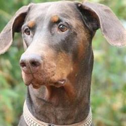 Dobermannkennel Van da Hell