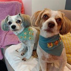 Dogs haircut by sibylle