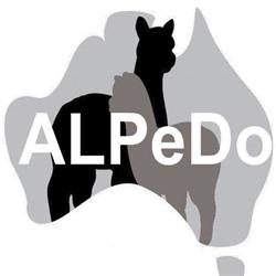 ALPeDo-Alpakas im Mitterwinkl