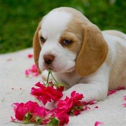 Vienna Calling Beagle Kennel