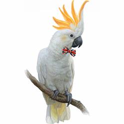 Cockatoo English Solutions e.U.