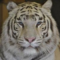 WEISSER ZOO & Kameltheater Kernhof