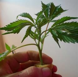 DreamWeed aka. Led2Grow