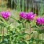 Gartengestaltung Schmutzer