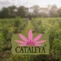 CATALEYA