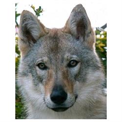 Mountainwolves - Wolfhundezwinger, Pinsdorf