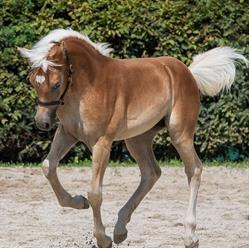 Haflingerhof Hoppel