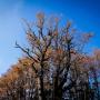 tree-monkey - Eric A. Descher