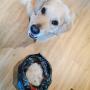 Hundesalon Fellwerk