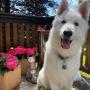 Hundesalon Fellwerk