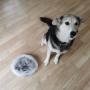 Hundesalon Fellwerk
