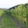 Weingut Pock