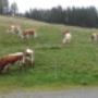 Jungvieh auf unserer Alm Jungvieh auf unserer Alm