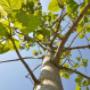 CO2 Klimabaum Paulownia