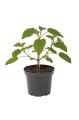 Paulownia NordMax21®