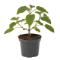 Paulownia-NordMax21-4lt