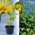 Silphie - Silphium perfoliatum