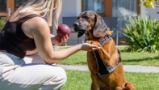 Hund willkommen im Hotel Liebmann