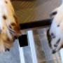 Hundesalon Breitenfurt