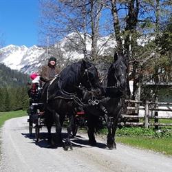 Pferdeschlitten und Kutschenfahrten
